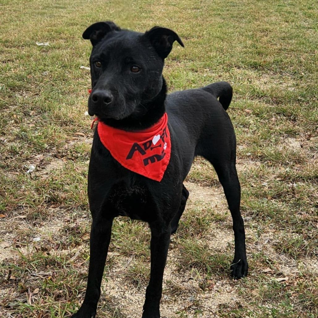 Enlarge Shadow JuM, a Adoptable mixed breed in Austin, TX image 5/6