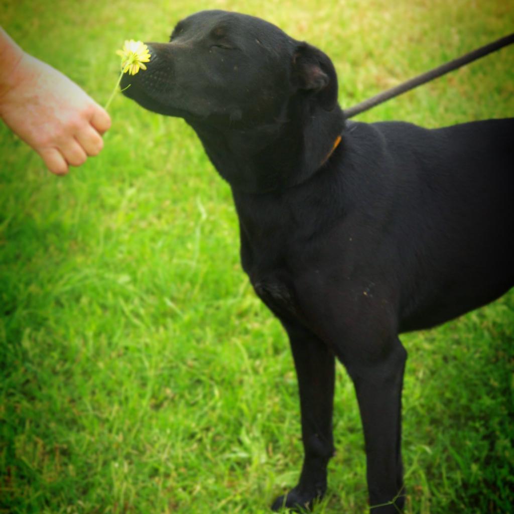 Shadow JuM, a Adoptable mixed breed in Austin, TX image 4/6