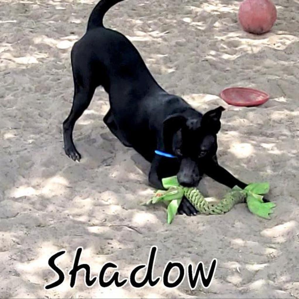 Enlarge Shadow JuM, a Adoptable mixed breed in Austin, TX image 6/6