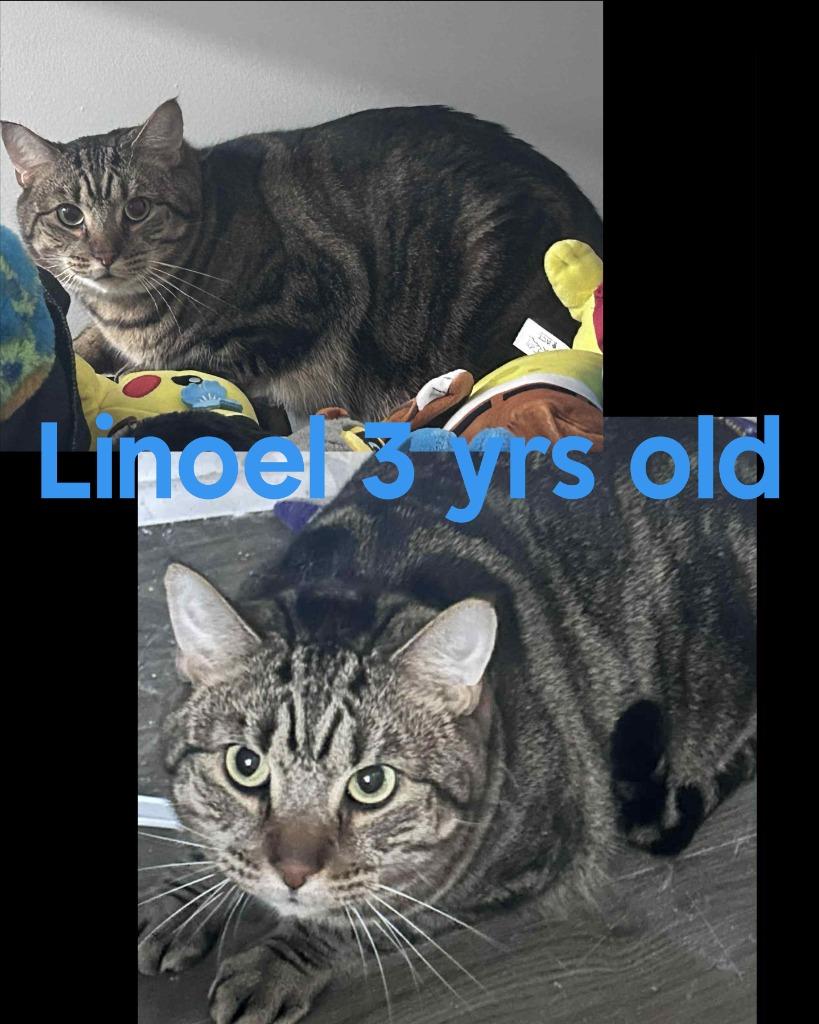 Enlarge Lionel, a Adopted mixed breed in LIberty, NY image 1/1