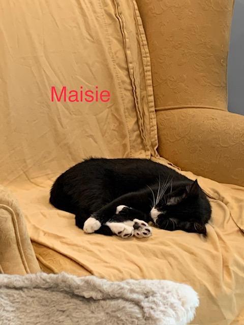 Enlarge Maisie R.- COURTESY LISTING - MELTS IN YOUR ARMS!, a Adoptable Domestic Short Hair in Stowe, PA image 3/4