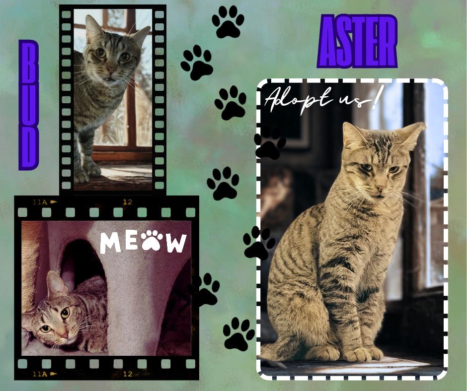 Bud & Aster, ADOPTABLE, Adult Male American Shorthair.