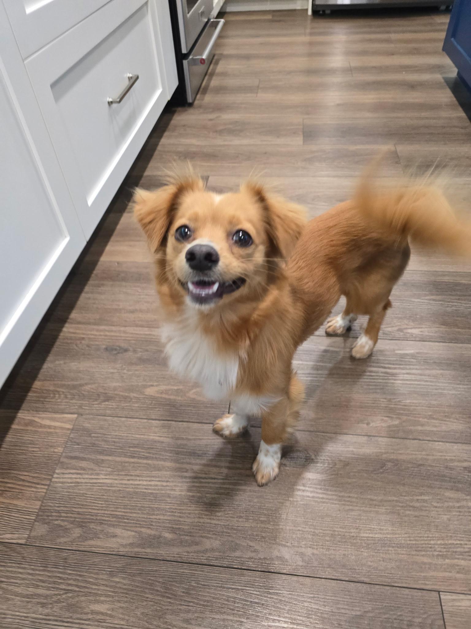 Enlarge Cody, a ADOPTABLE mixed breed in Covina, CA image 2/4