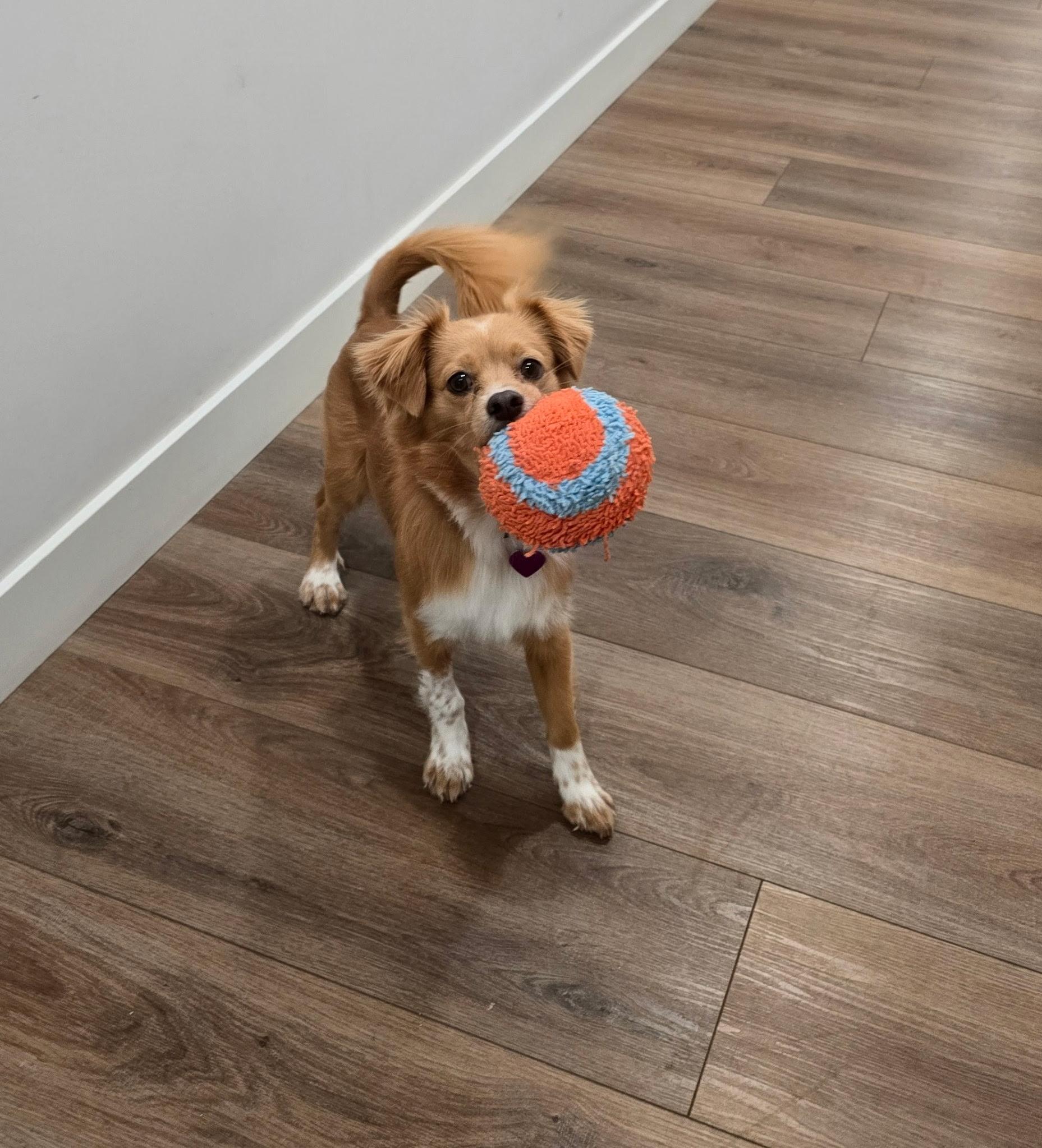 Enlarge Cody, a ADOPTABLE mixed breed in Covina, CA image 3/4