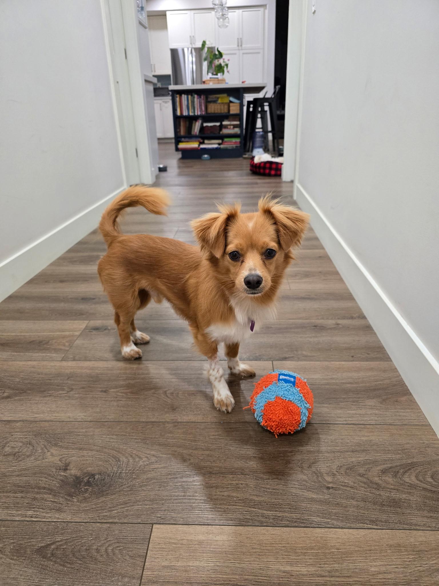 Enlarge Cody, a ADOPTABLE mixed breed in Covina, CA image 4/4
