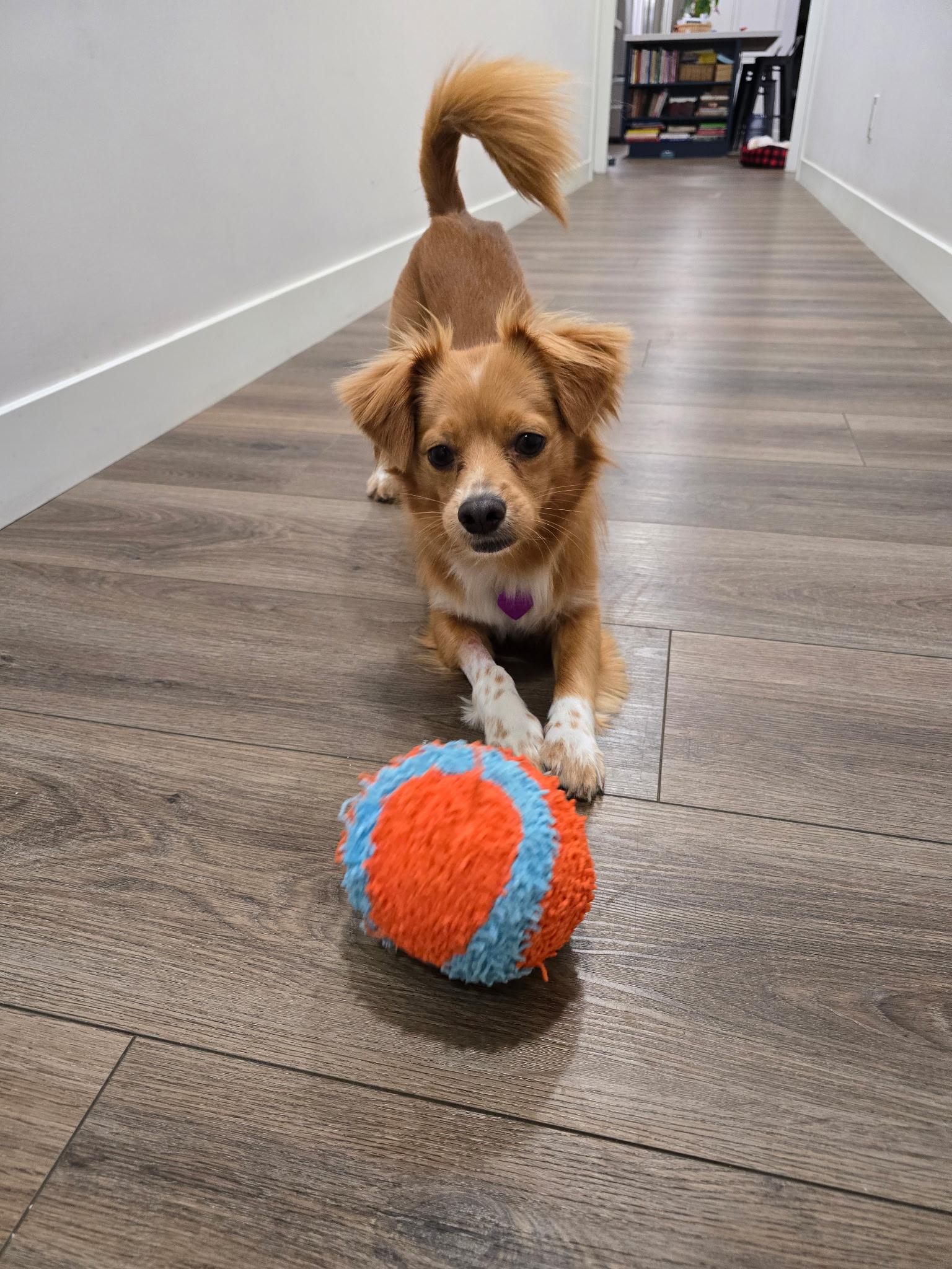 Cody, ADOPTABLE, Adult Male Spaniel & Papillon.