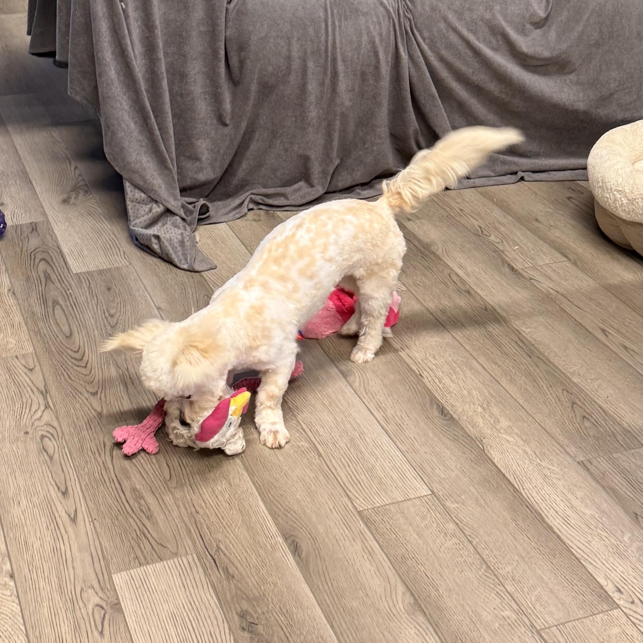 Lulu Tweeter, a ADOPTABLE mixed breed in Texarkana, TX image 2/5