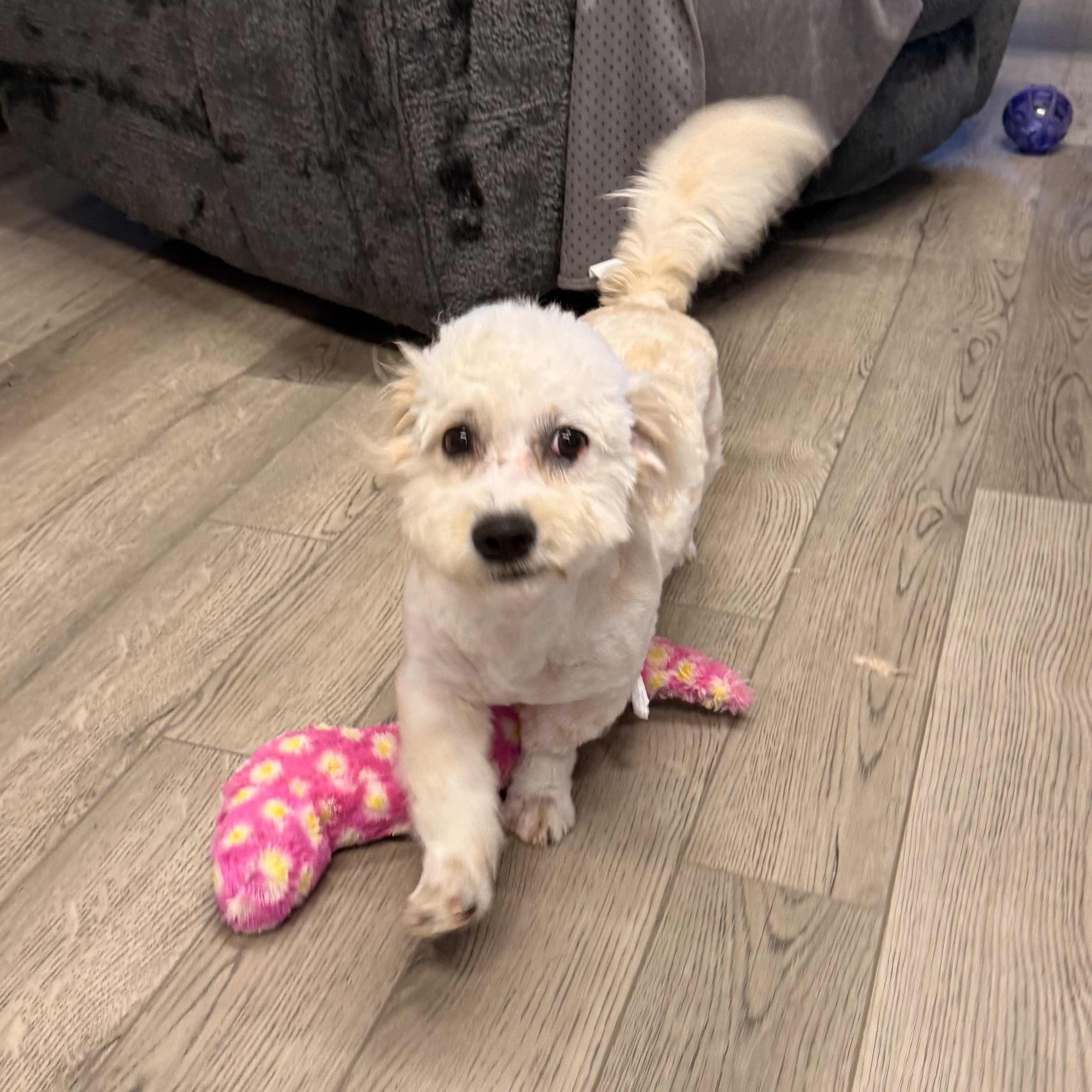 Lulu Tweeter, a ADOPTABLE mixed breed in Texarkana, TX image 5/5