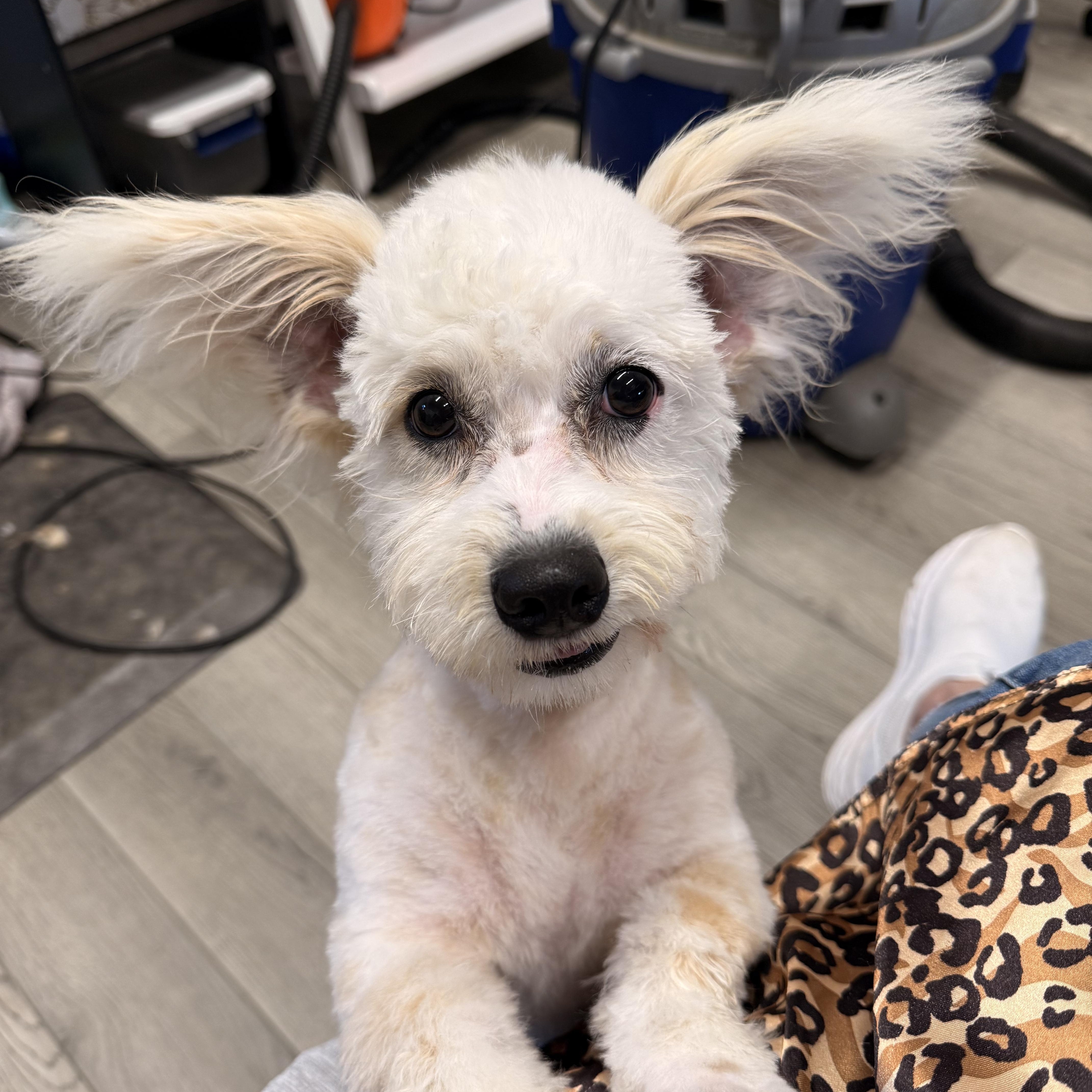 Lulu Tweeter, ADOPTABLE, Young Female West Highland White Terrier / Westie.