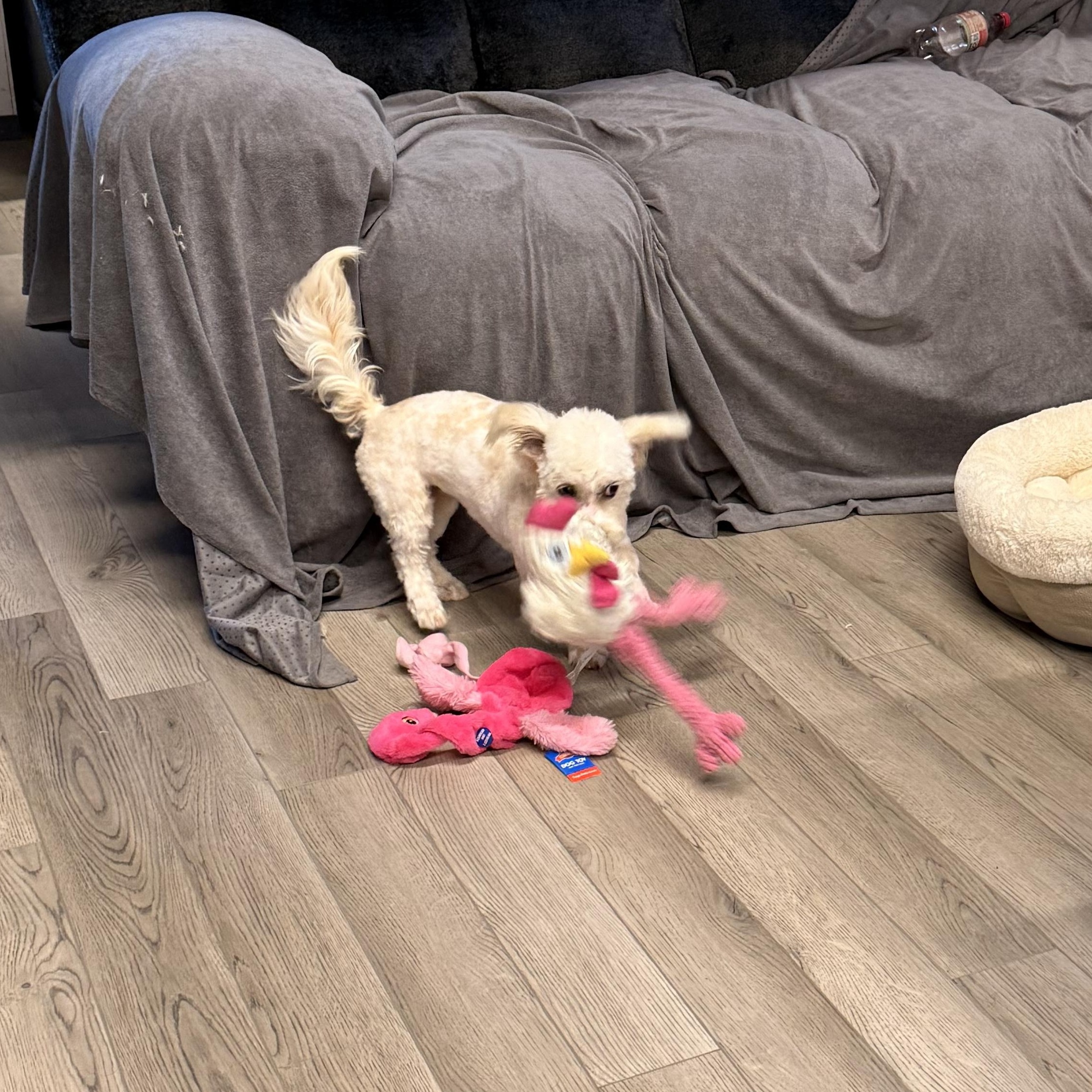 Lulu Tweeter, a ADOPTABLE mixed breed in Texarkana, TX image 3/5