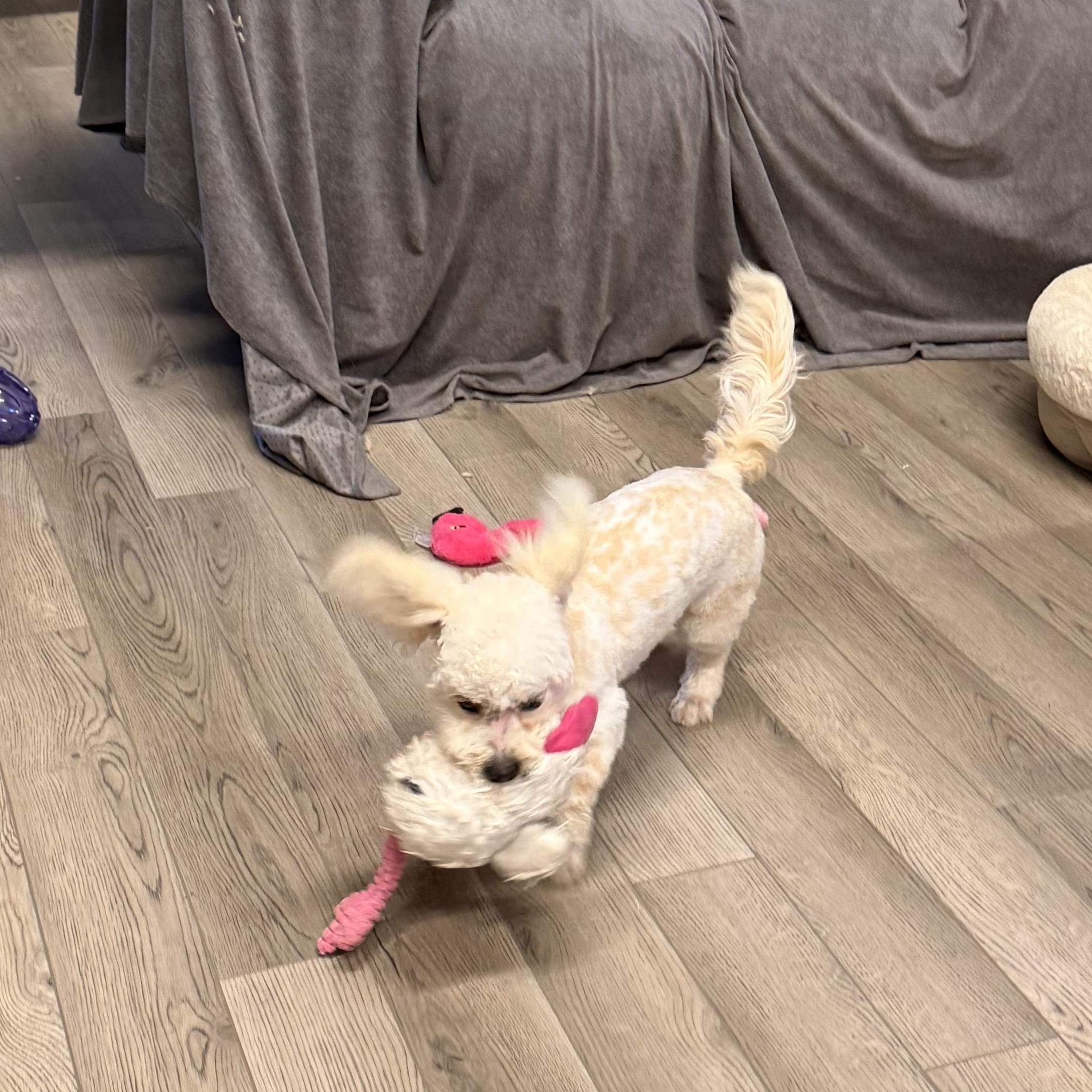 Lulu Tweeter, a ADOPTABLE mixed breed in Texarkana, TX image 4/5