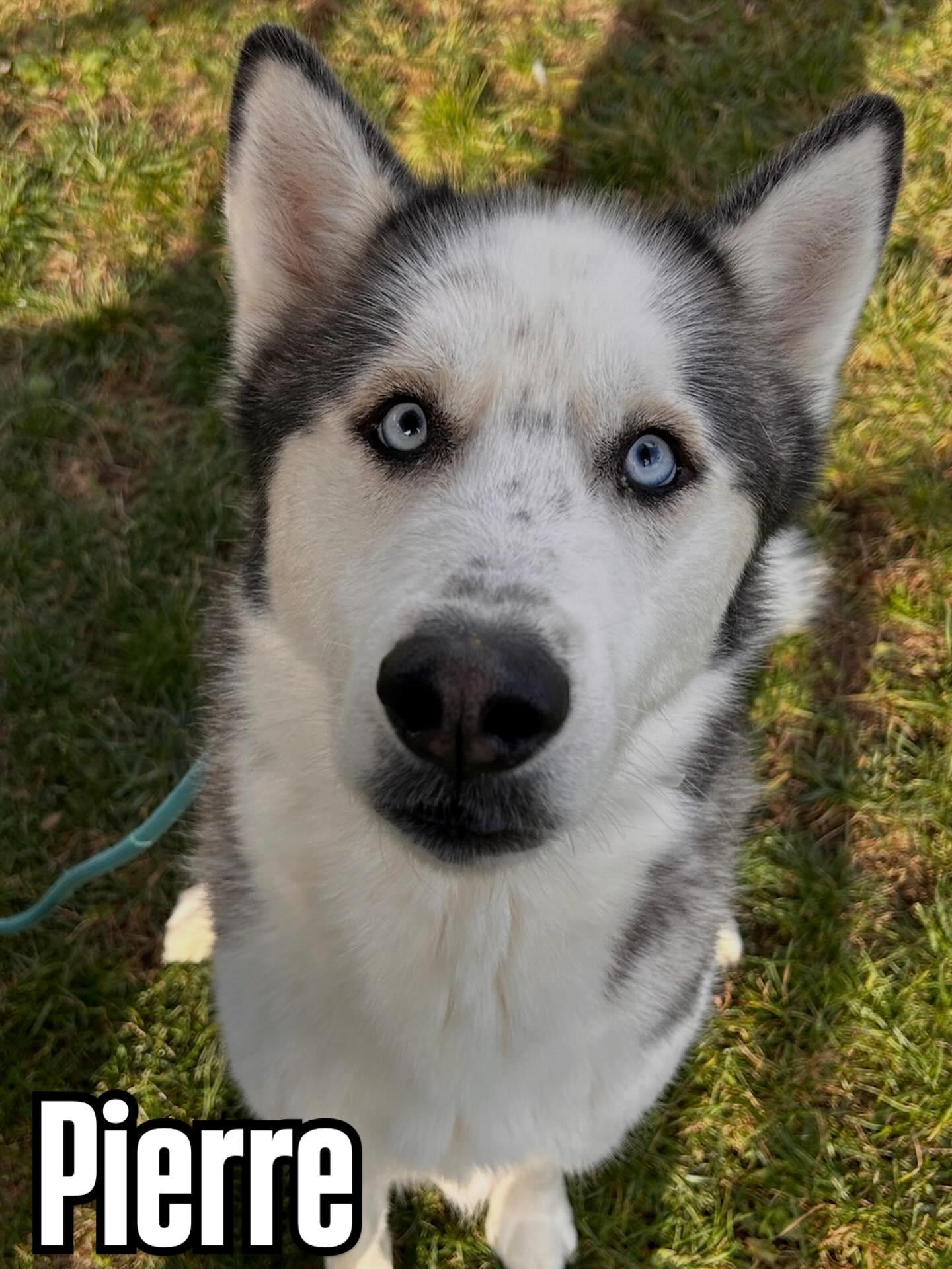 Pierre Tag #1851, adopted, Young Male Husky.