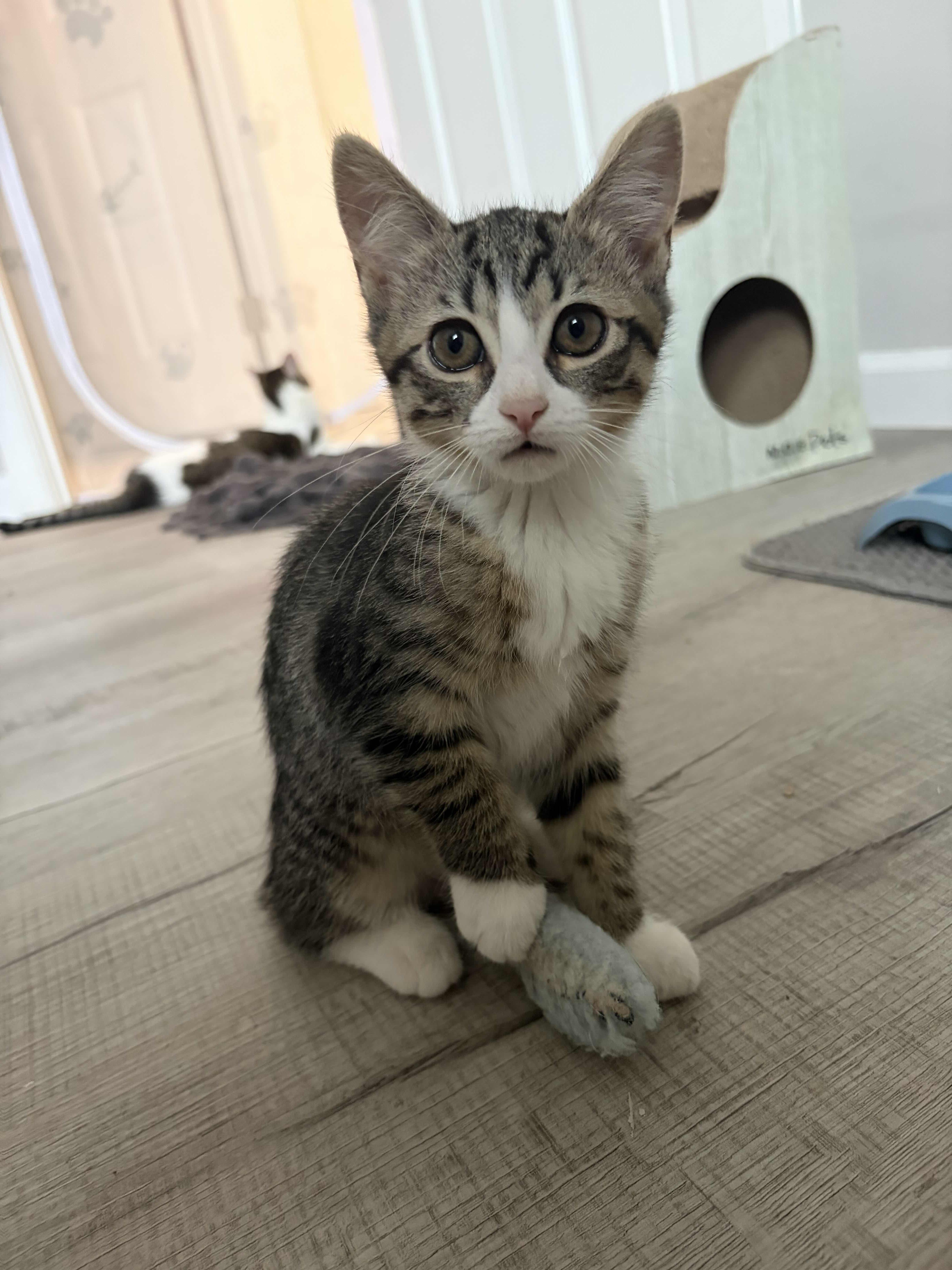 Manchas, Blanca, Cielo, Alba, Star (8 weeks), a ADOPTABLE American Shorthair in Florham Park, NJ image 4/6