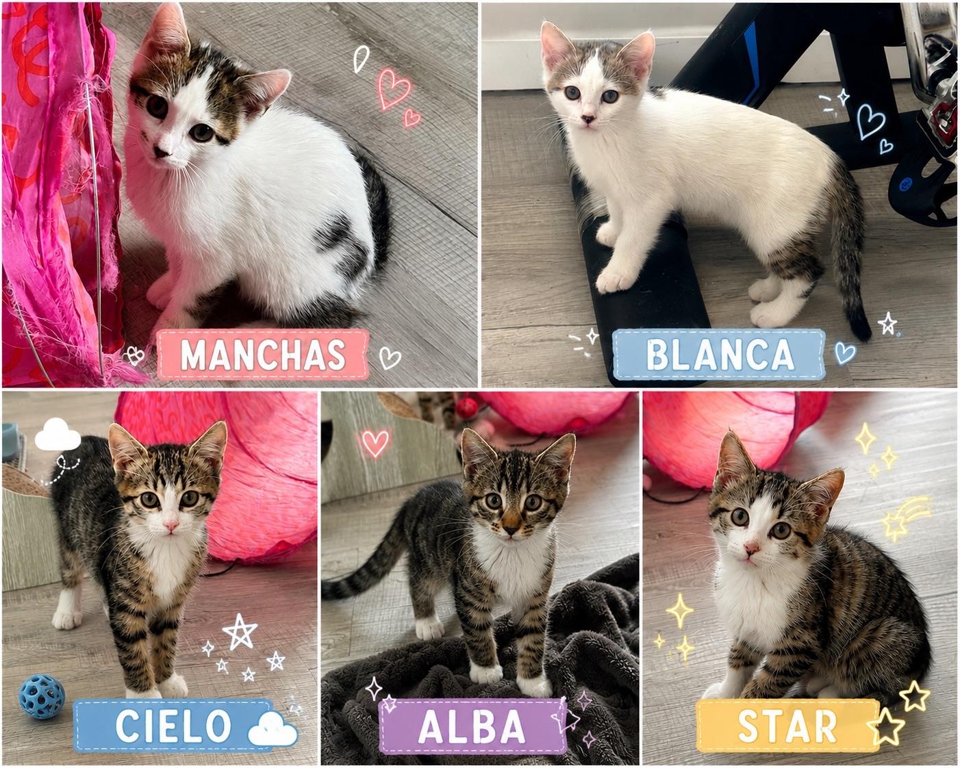 Manchas, Blanca, Cielo, Alba, Star (8 weeks), a ADOPTABLE American Shorthair in Florham Park, NJ image 2/6