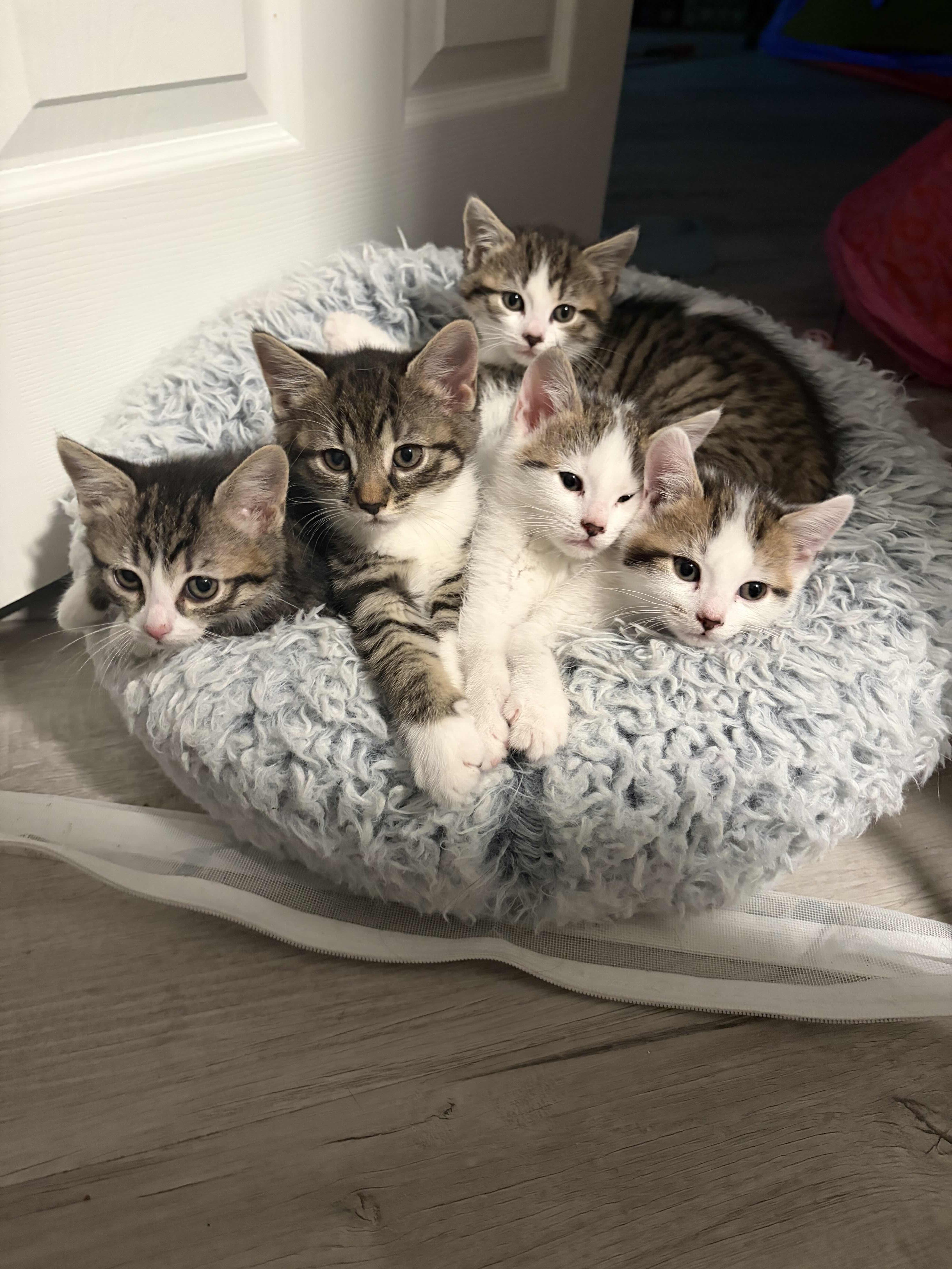 Manchas, Blanca, Cielo, Alba, Star (8 weeks), a ADOPTABLE American Shorthair in Florham Park, NJ image 1/6