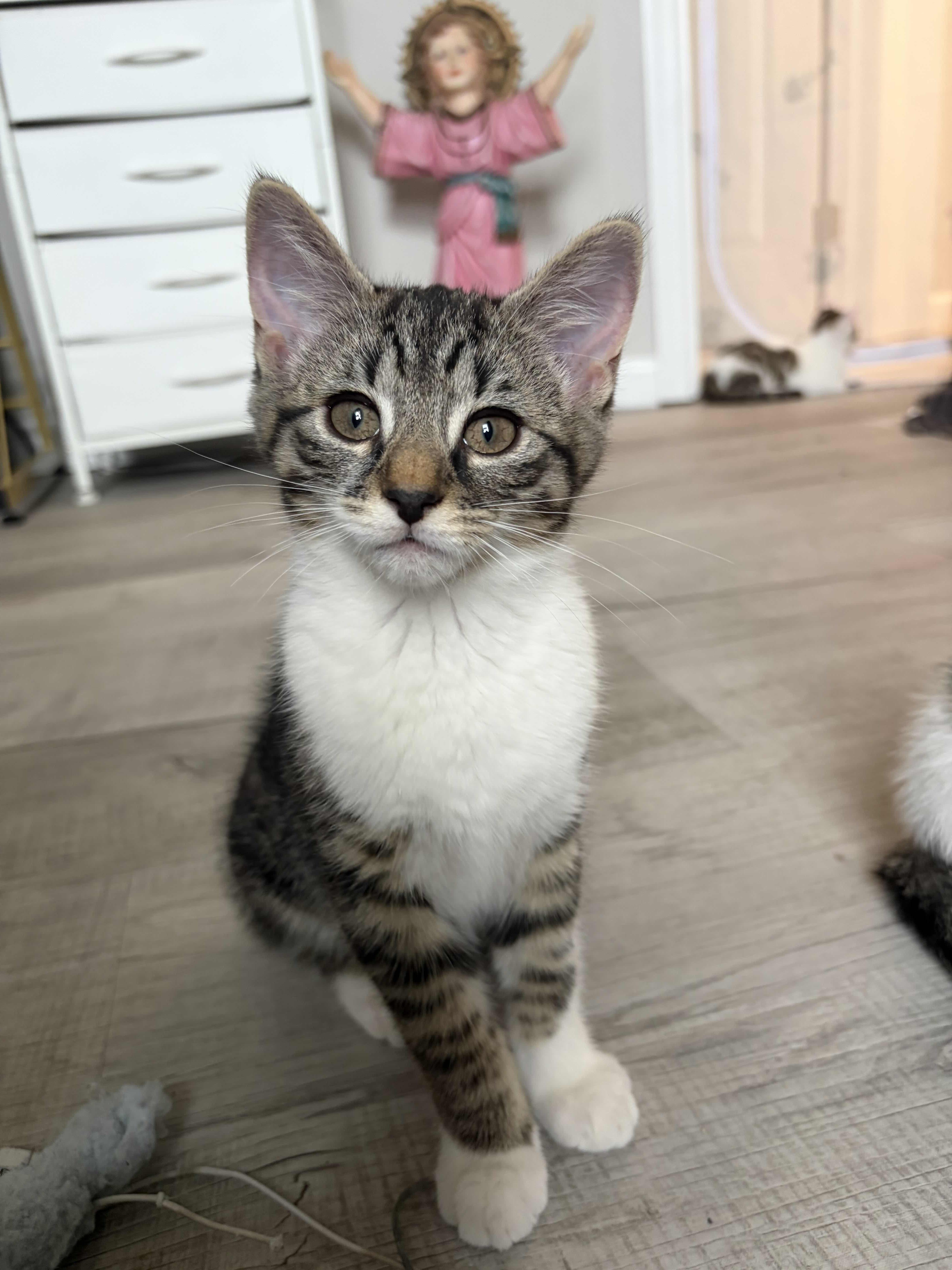 Manchas, Blanca, Cielo, Alba, Star (8 weeks), a ADOPTABLE American Shorthair in Florham Park, NJ image 6/6