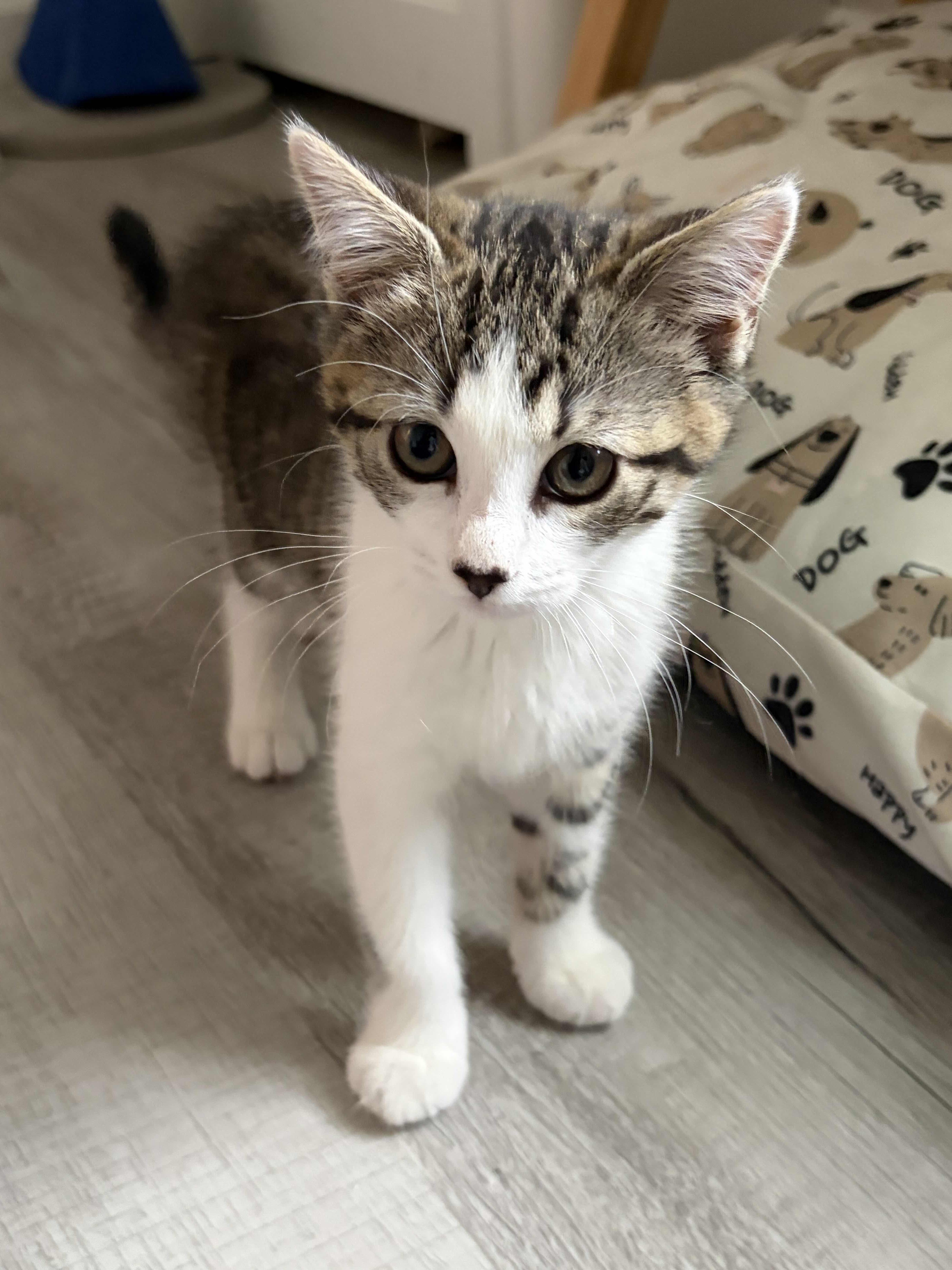 Manchas, Blanca, Cielo, Alba, Star (8 weeks), a ADOPTABLE American Shorthair in Florham Park, NJ image 3/6