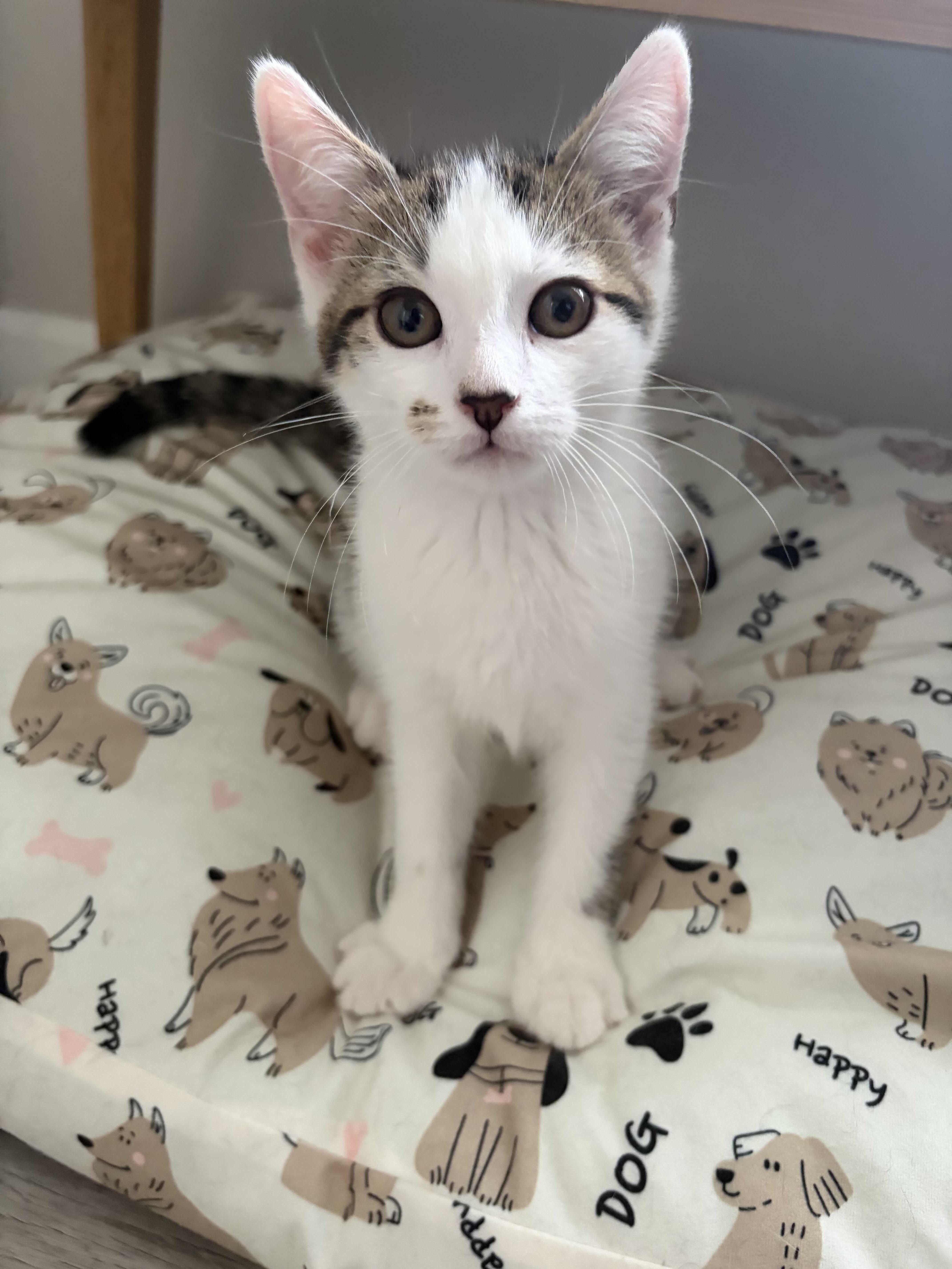 Manchas, Blanca, Cielo, Alba, Star (8 weeks), a ADOPTABLE American Shorthair in Florham Park, NJ image 5/6