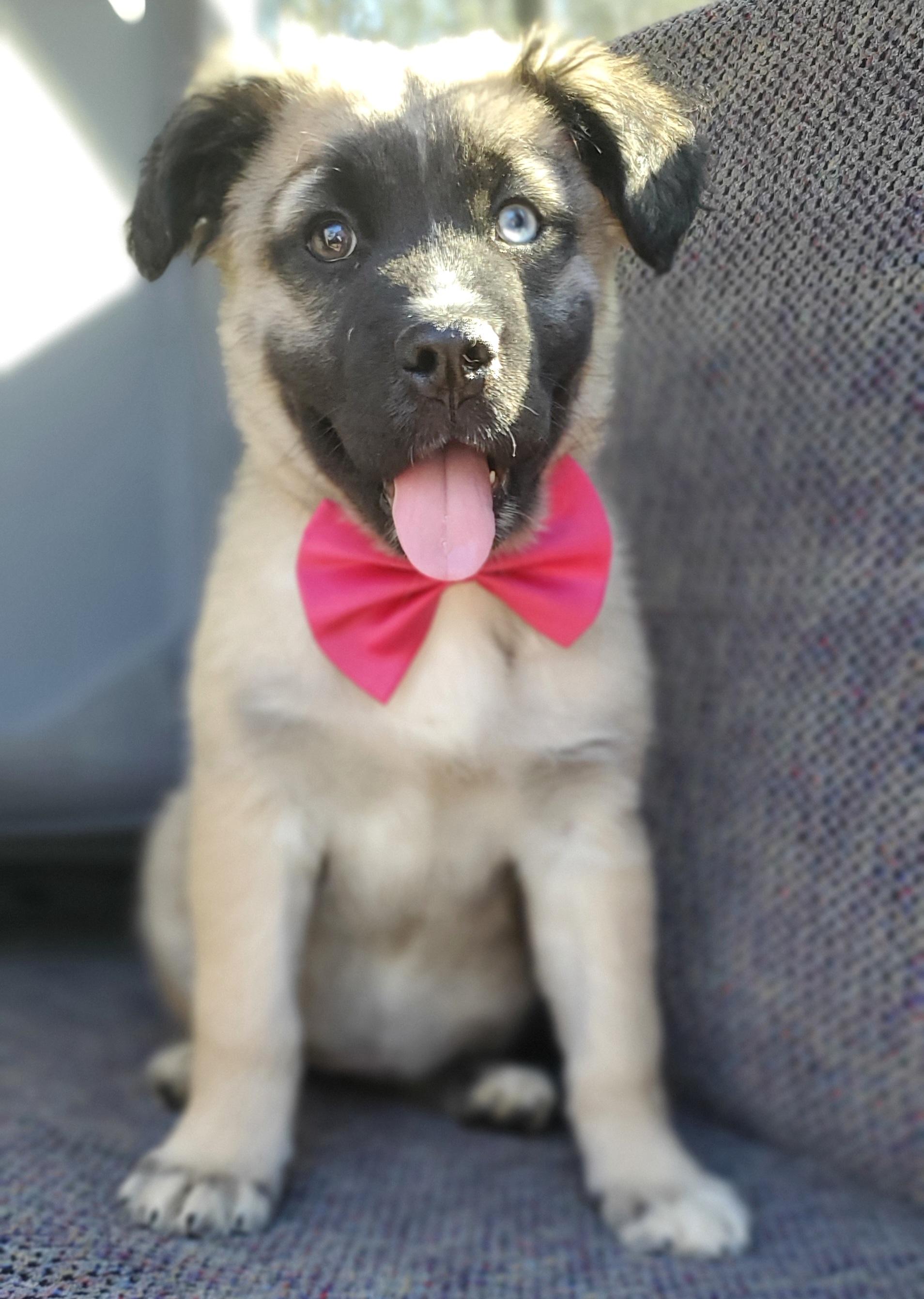 Enlarge Harper, a Adoptable mixed breed in Atlanta , GA image 5/6