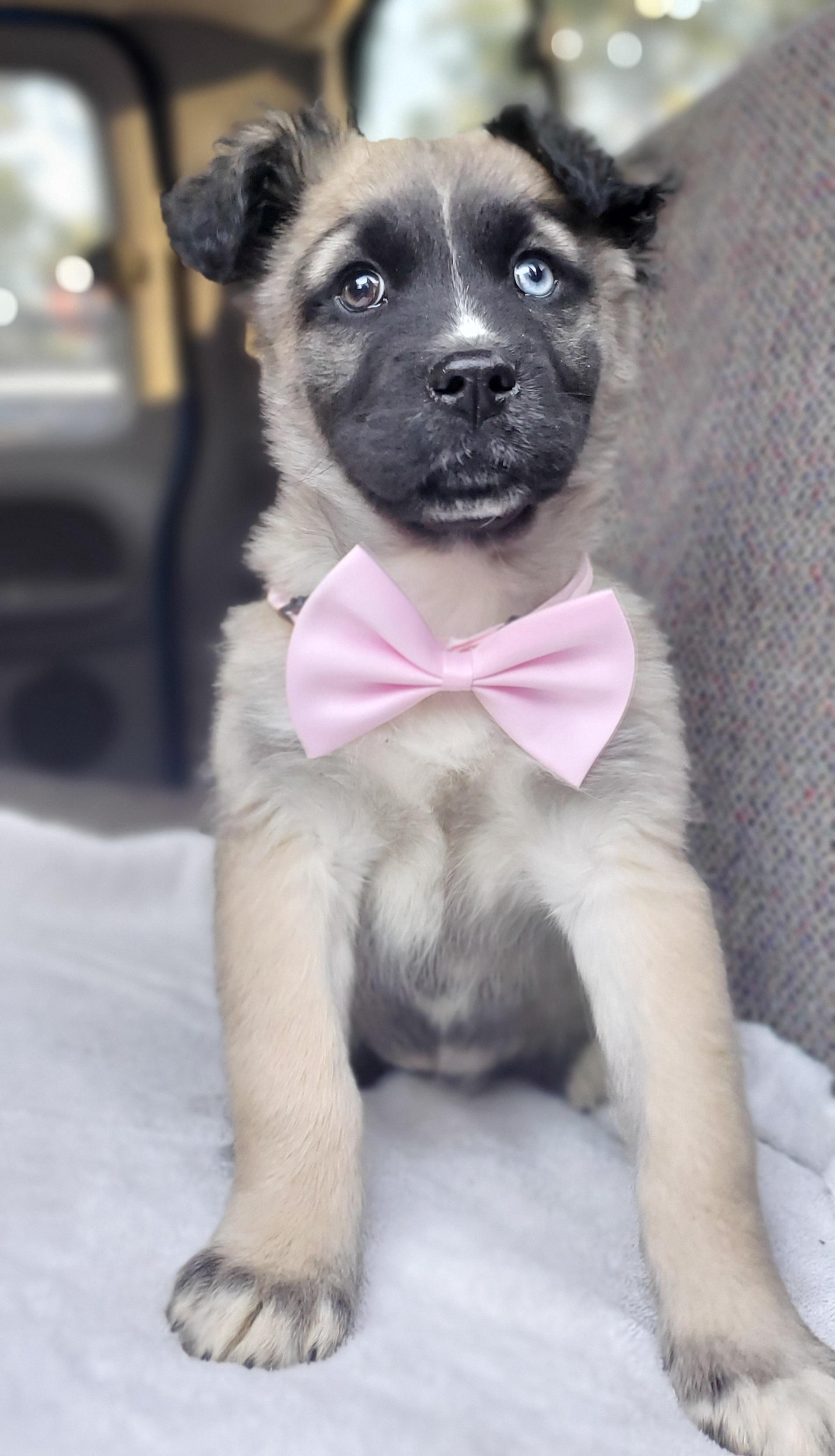 Harper, a Adoptable mixed breed in Atlanta , GA image 5/6