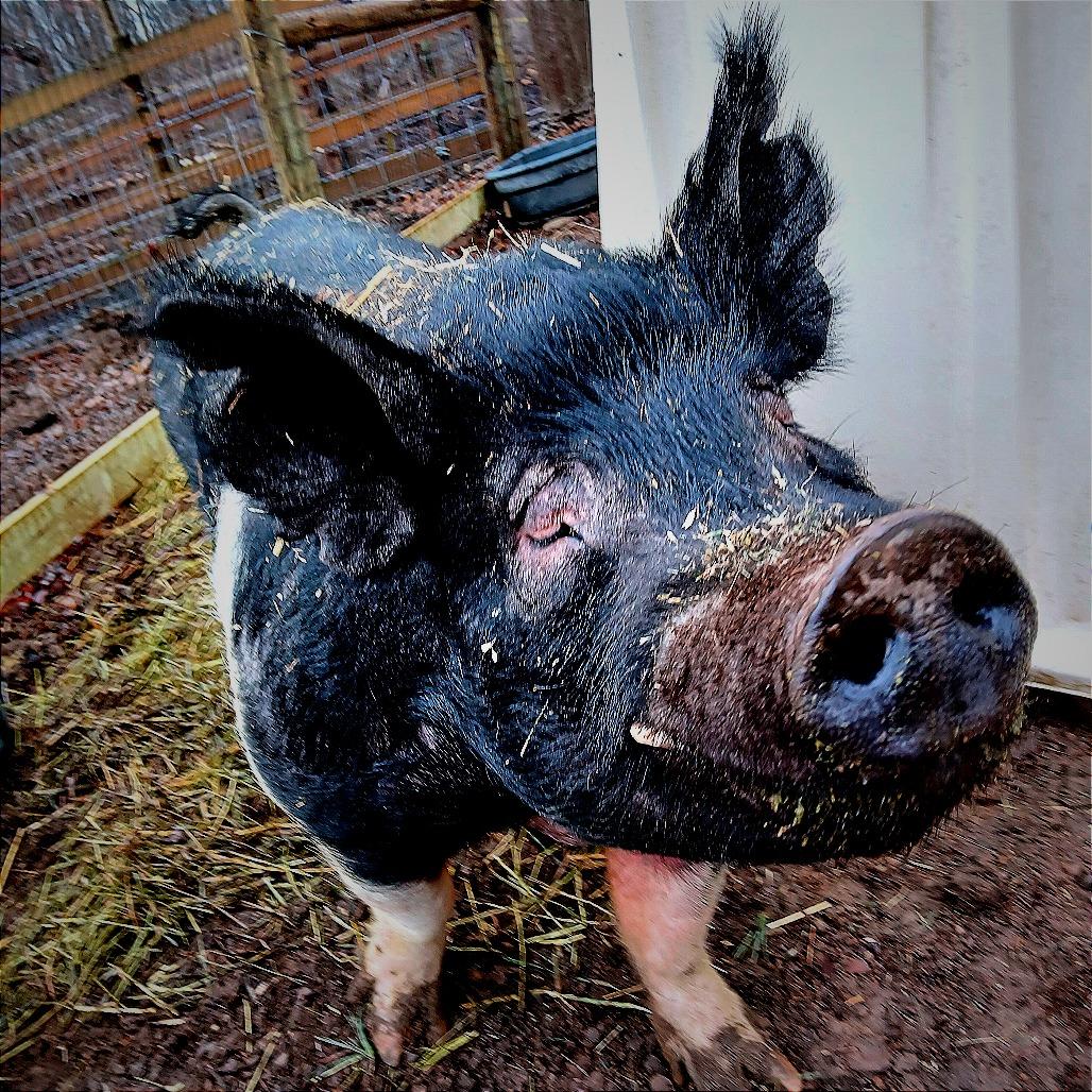 Enlarge Willie, a Adoptable Pig in Fairport, NY image 1/6