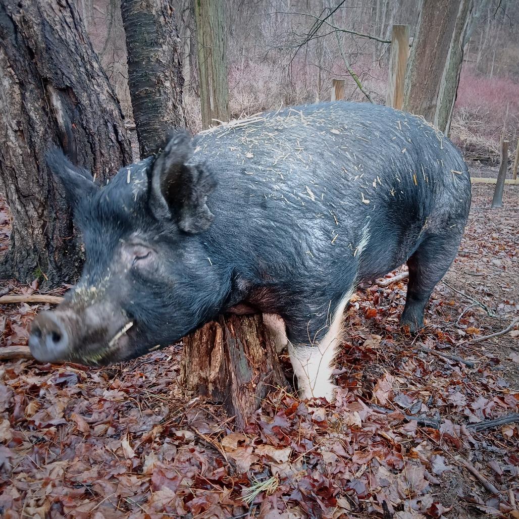 Enlarge Willie, a Adoptable Pig in Fairport, NY image 2/6