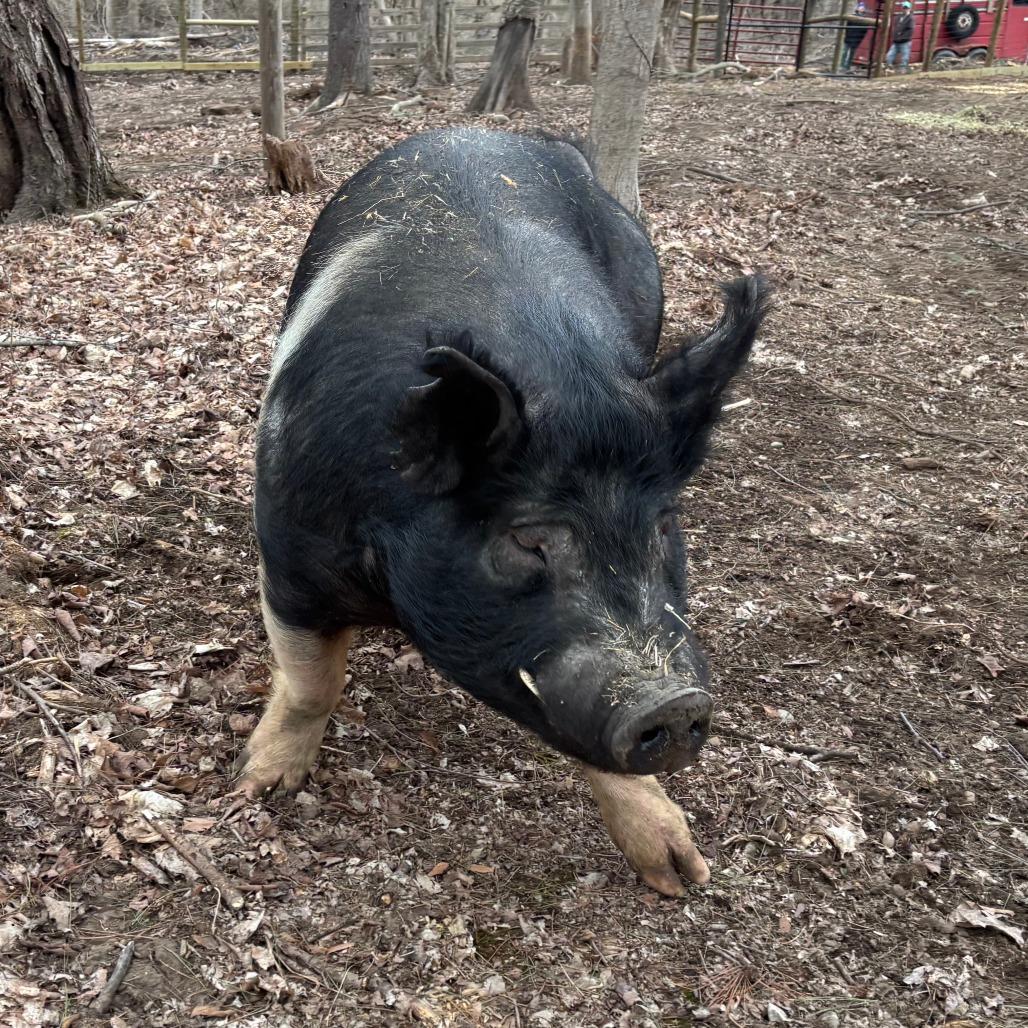 Enlarge Willie, a Adoptable Pig in Fairport, NY image 3/6