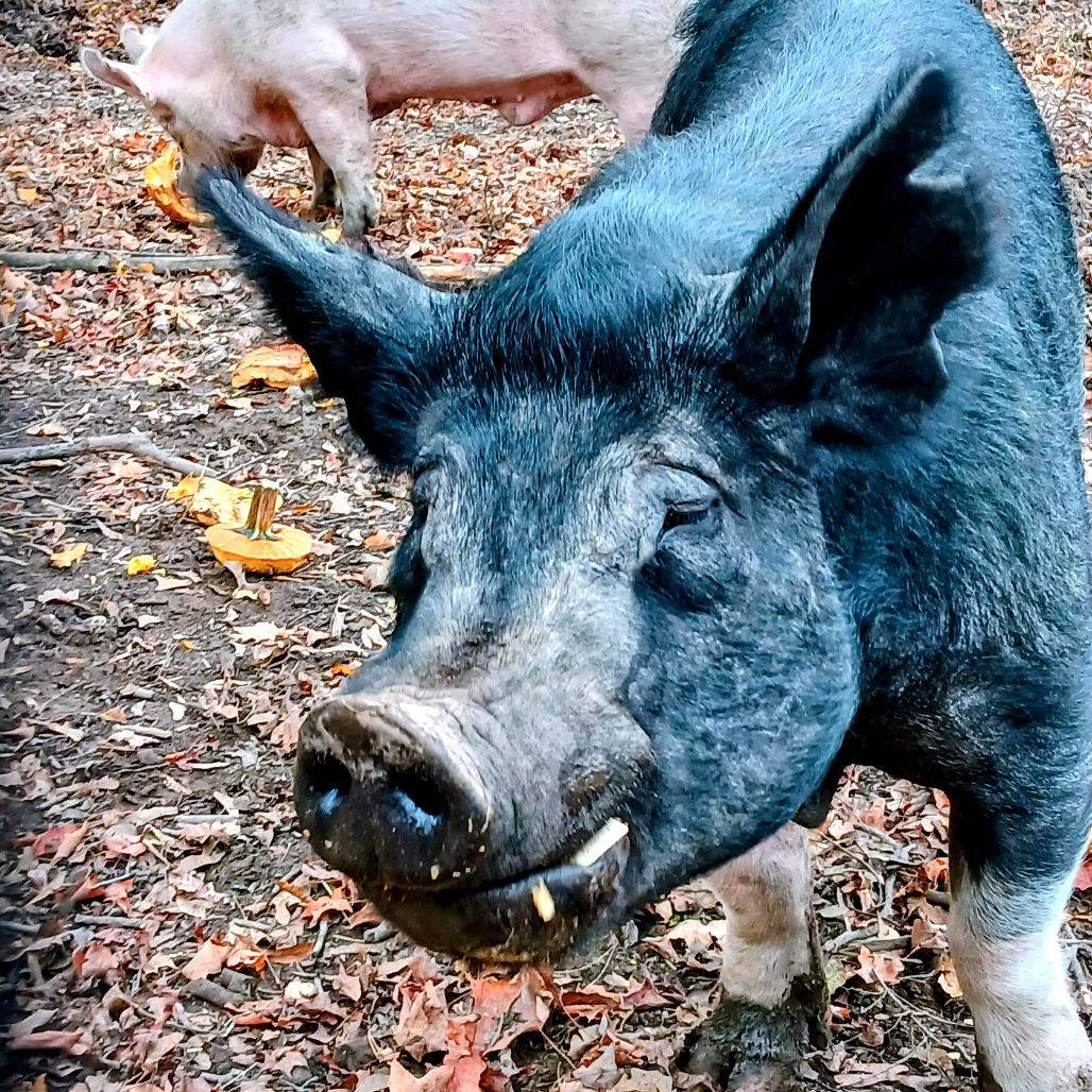 Enlarge Willie, a Adoptable Pig in Fairport, NY image 4/6
