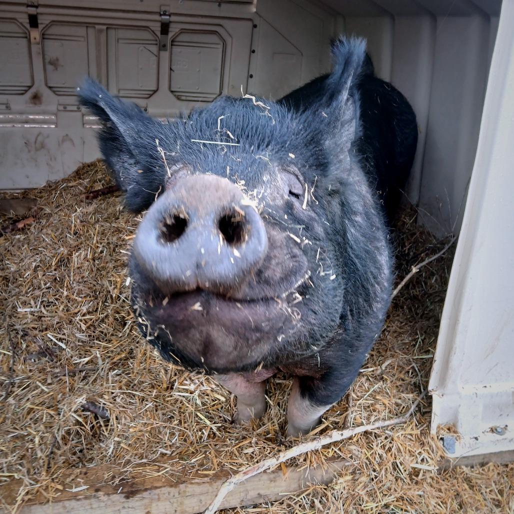 Enlarge Willie, a Adoptable Pig in Fairport, NY image 5/6