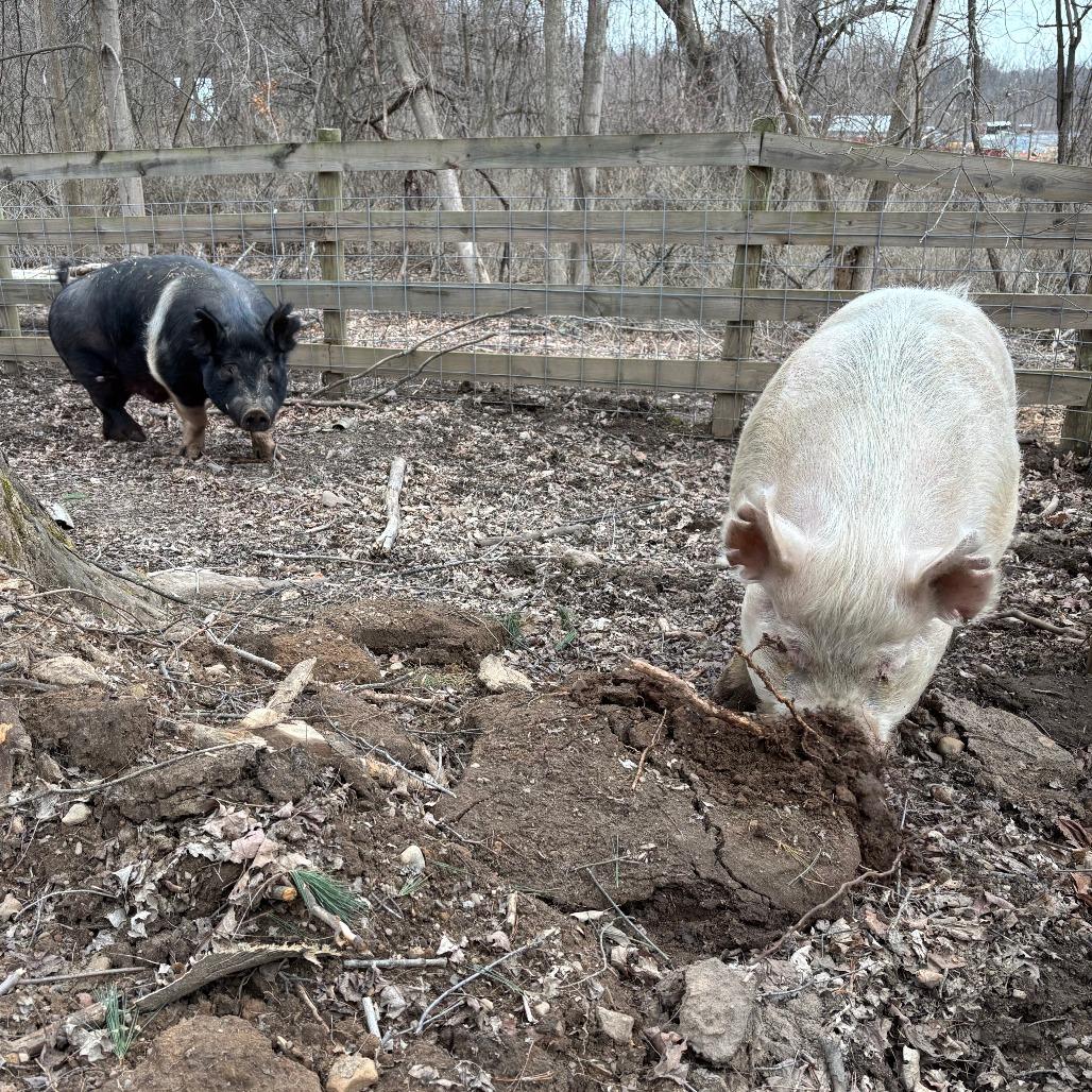 Enlarge Willie, a Adoptable Pig in Fairport, NY image 6/6
