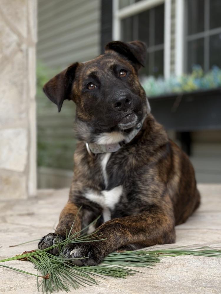 Enlarge Copa, a Adoptable mixed breed in Brookshire, TX image 2/4