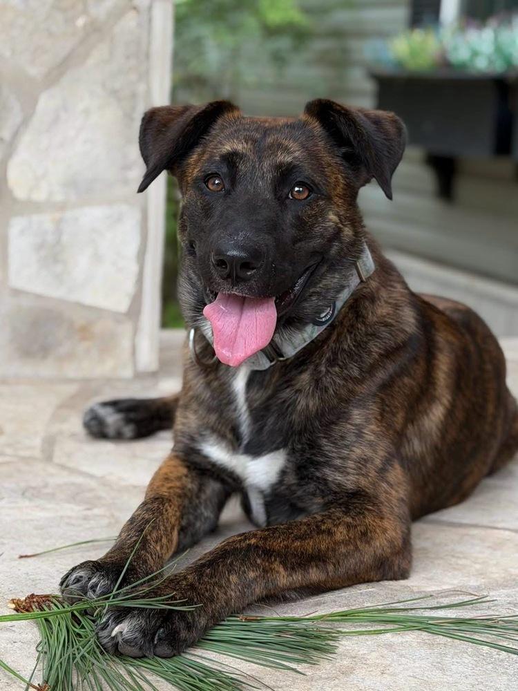 Enlarge Copa, a Adoptable mixed breed in Brookshire, TX image 3/4