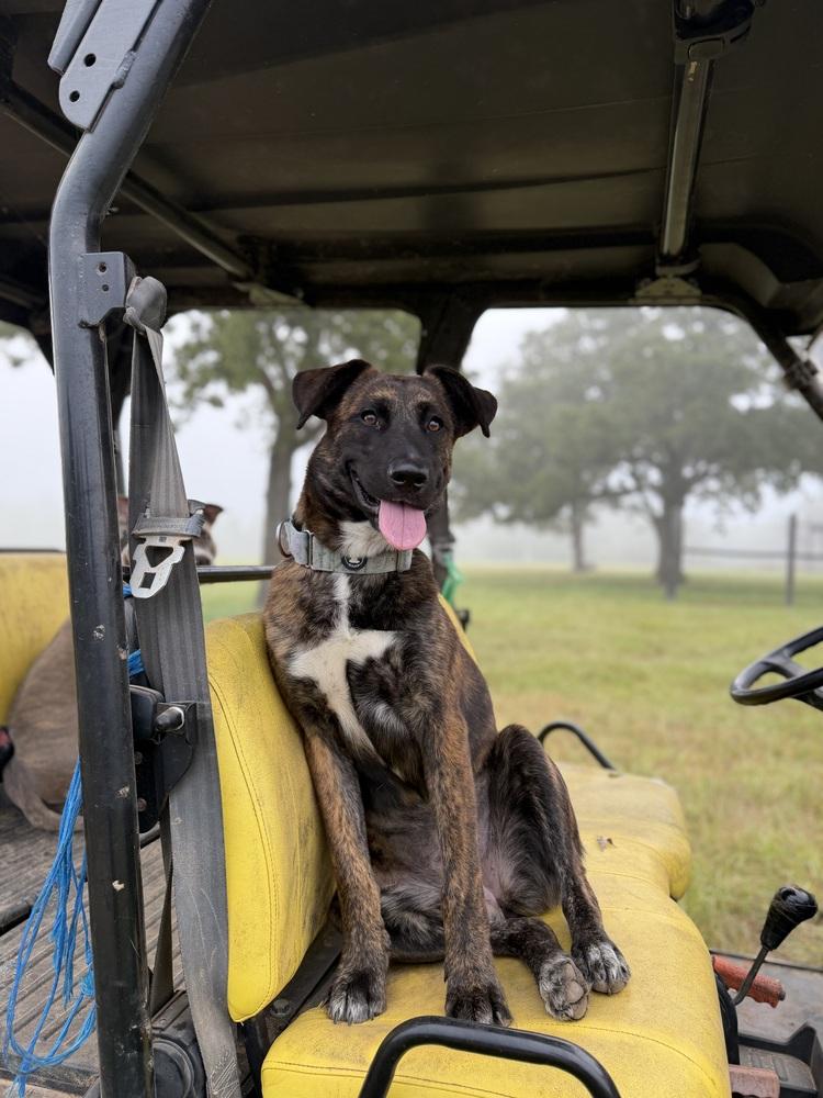 Enlarge Copa, a Adoptable mixed breed in Brookshire, TX image 4/4