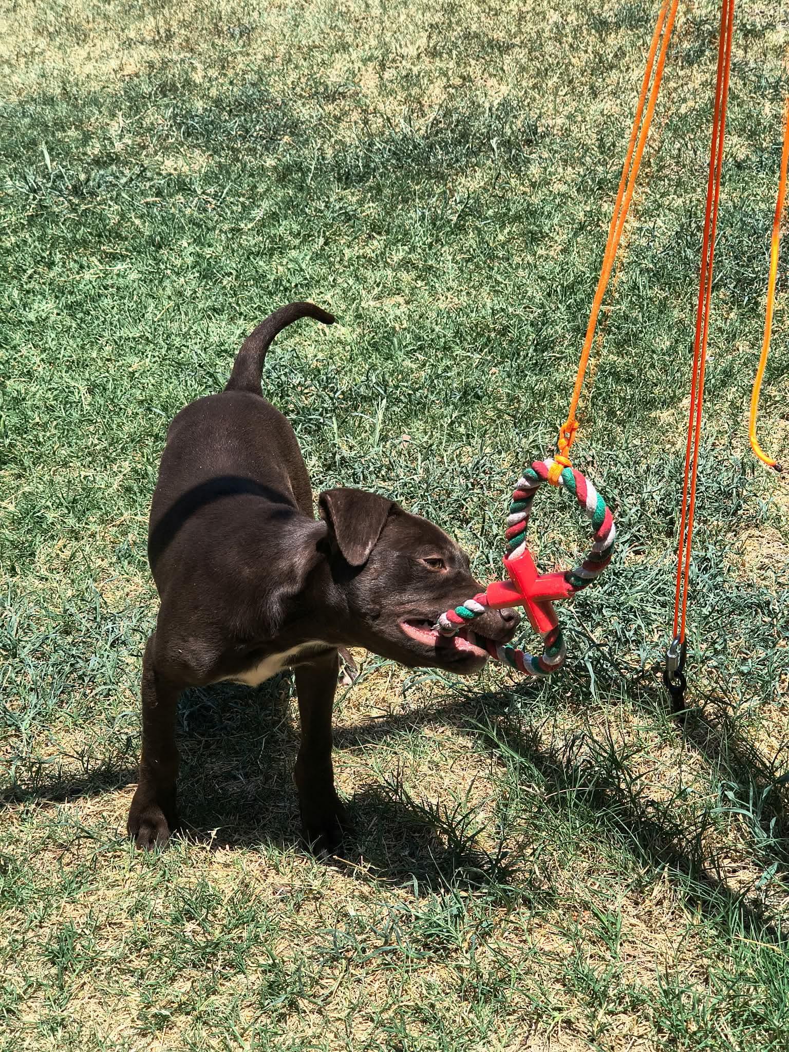 Enlarge Olive, a ADOPTABLE mixed breed in Yukon, OK image 5/5