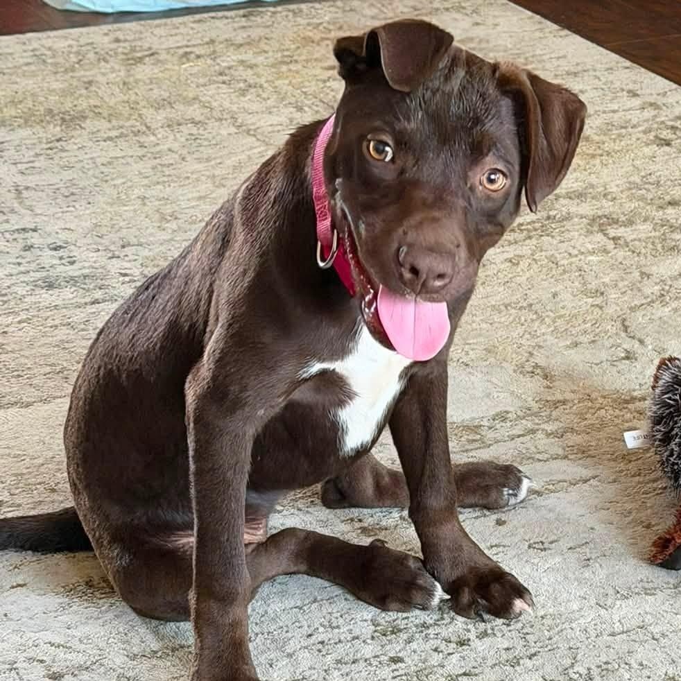 Olive, ADOPTABLE, Young Female Labrador Retriever.