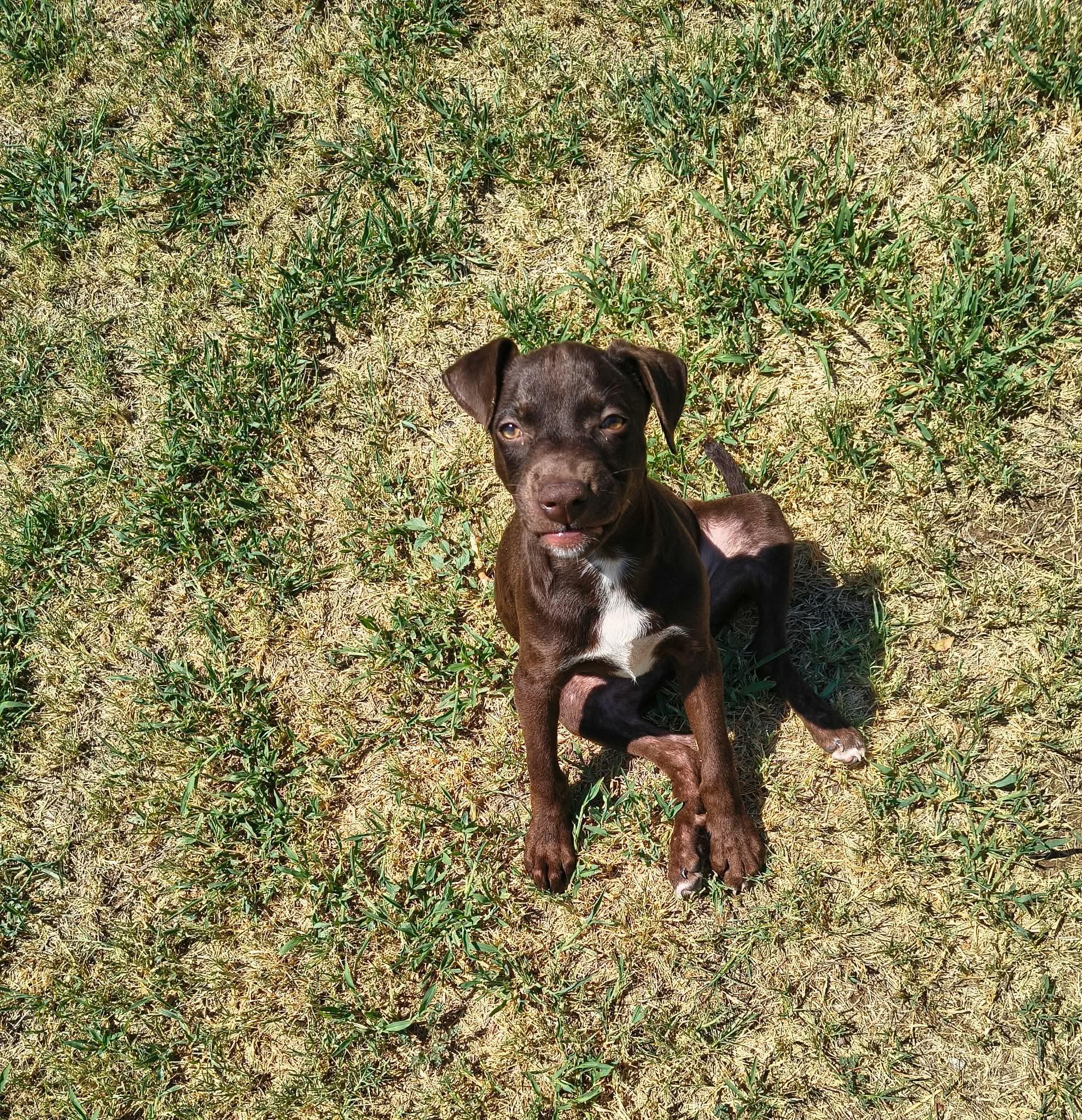 Enlarge Olive, a ADOPTABLE mixed breed in Yukon, OK image 4/5