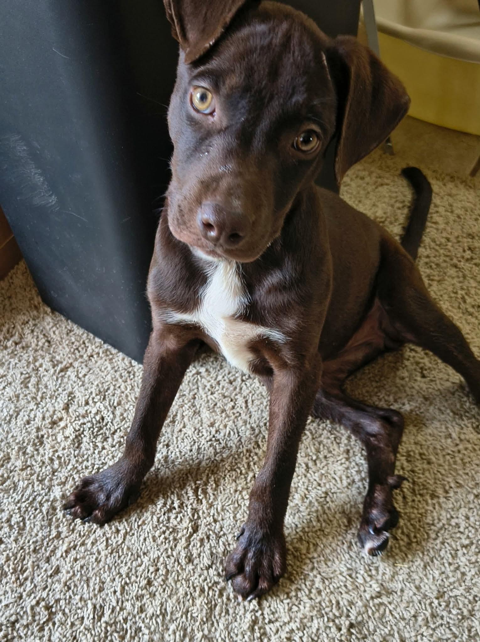 Enlarge Olive, a ADOPTABLE mixed breed in Yukon, OK image 2/5