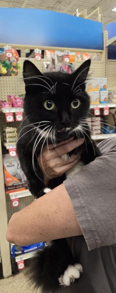 Enlarge Duck, a Adopted Domestic Medium Hair in Wilson, NC image 1/2