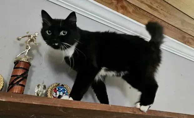 Enlarge Duck, a Adopted Domestic Medium Hair in Wilson, NC image 2/2