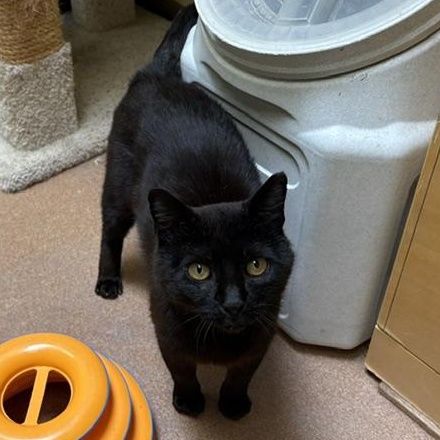 Hector, ADOPTABLE, Young Male Domestic Short Hair.