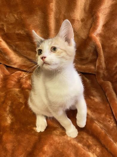 Cali, Baby Female Calico