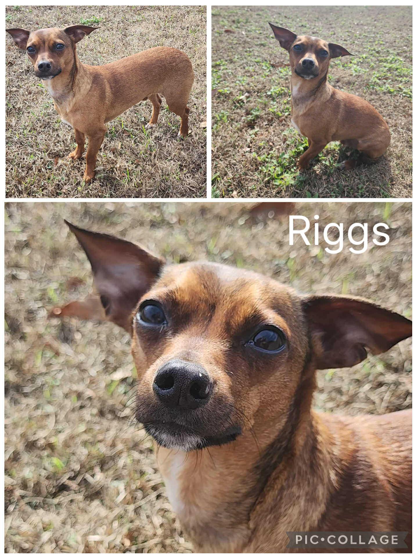 Riggs, Adoptable, Young Male Chiweenie.