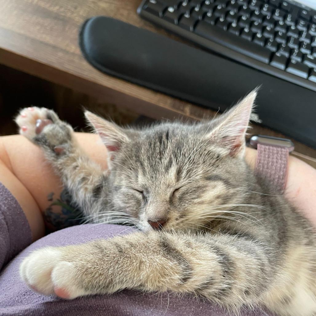 Noel, Adoptable, Kitten Female Domestic Short Hair.