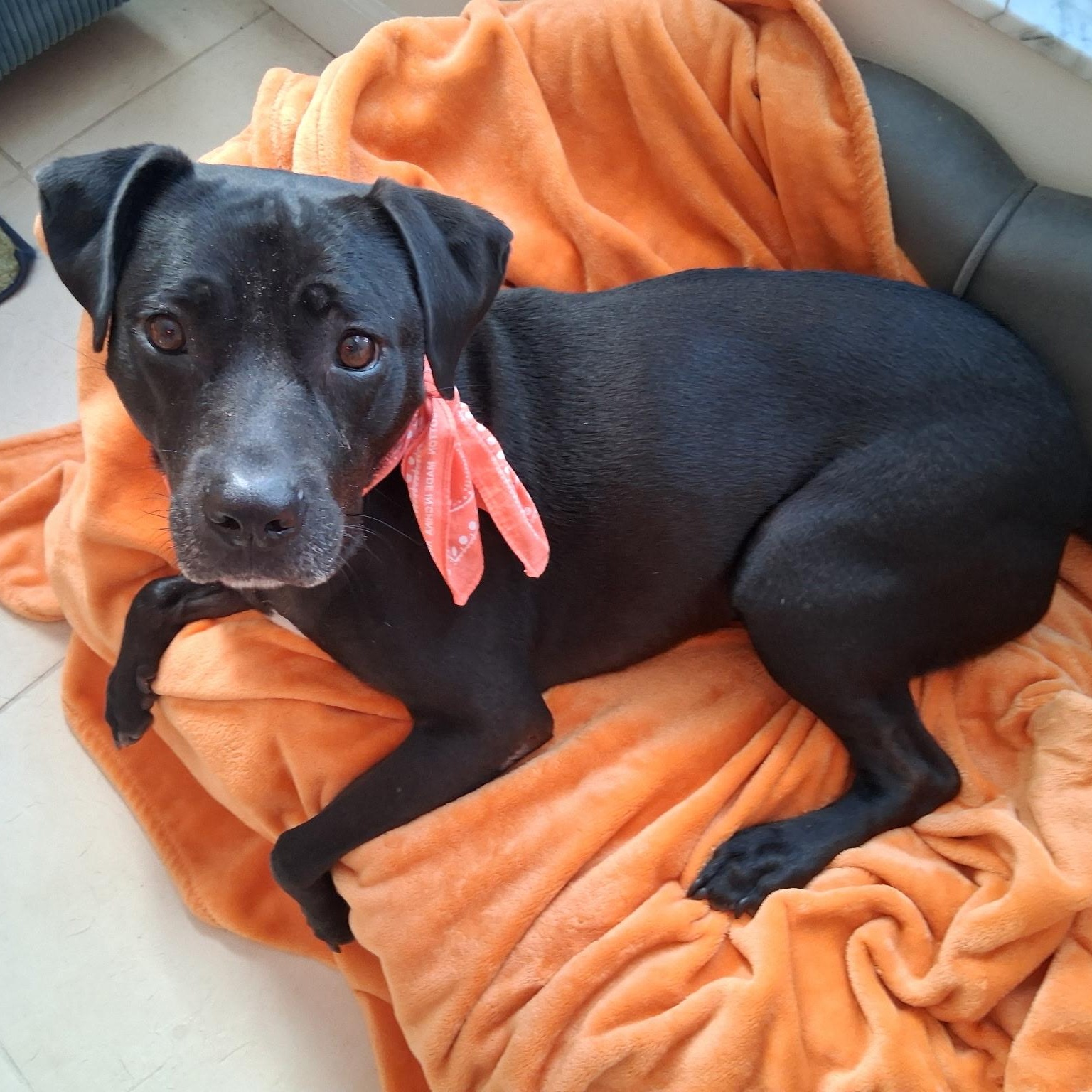 Lola, adopted, Adult Female Black Labrador Retriever.