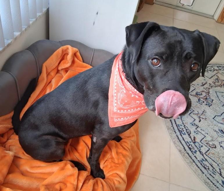 Lola, an adopted mixed breed in St. Petersburg, FL image 2/6