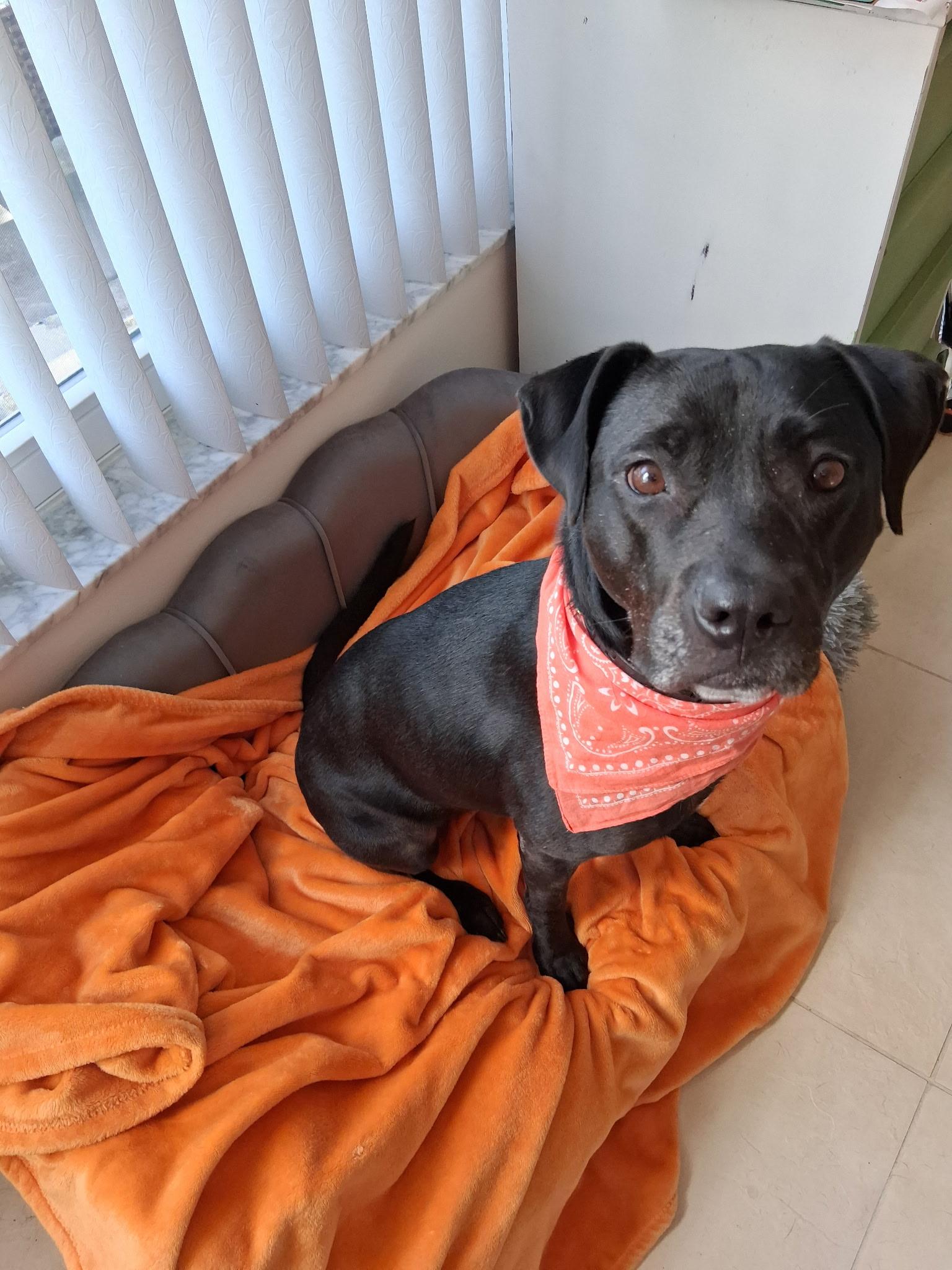 Lola, an adopted mixed breed in St. Petersburg, FL image 6/6