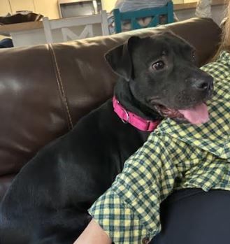 Lola, an adopted mixed breed in St. Petersburg, FL image 3/6
