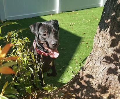 Lola, an adopted mixed breed in St. Petersburg, FL image 4/6