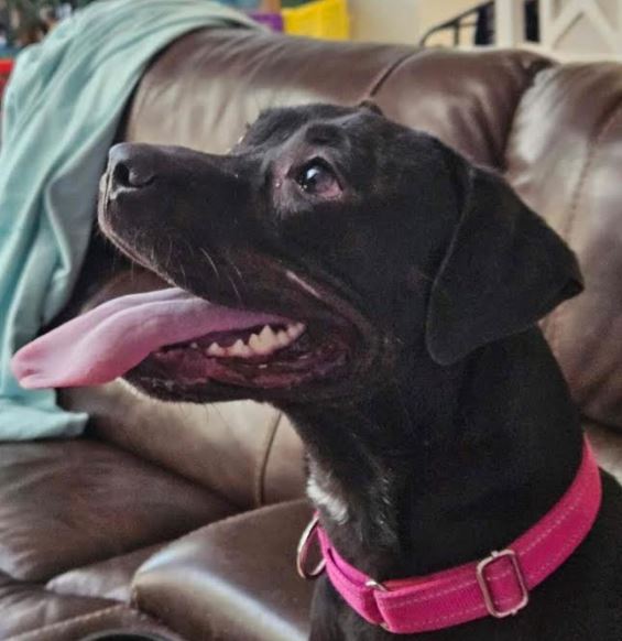 Lola, an adopted mixed breed in St. Petersburg, FL image 5/6