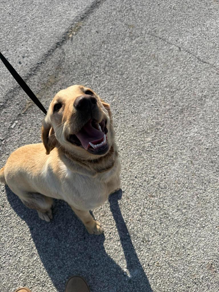 Roma, Adoptable, Young Female Labrador Retriever.